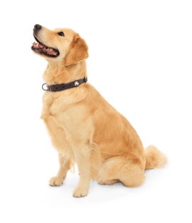 BarkBox Large Dog Collar