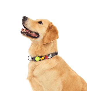 BarkBox Medium Dog Collar