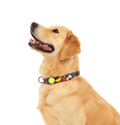 BarkBox Medium Dog Collar