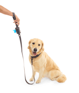 BarkBox Dog Leash