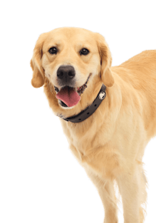 BarkBox Large Dog Collar